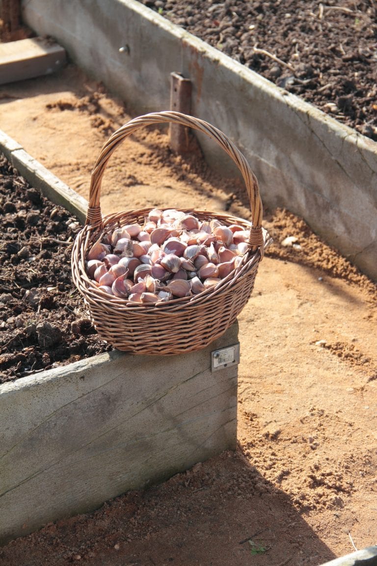 gardening-beds-garlic-Russia
