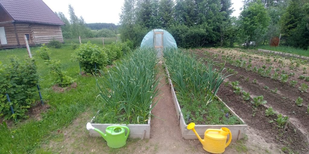 gardening-beds-winter-garlic-potato-Russia-2020