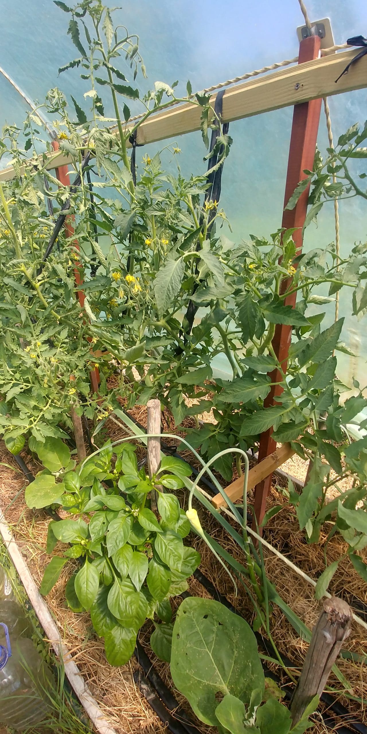 Tomato Tie System