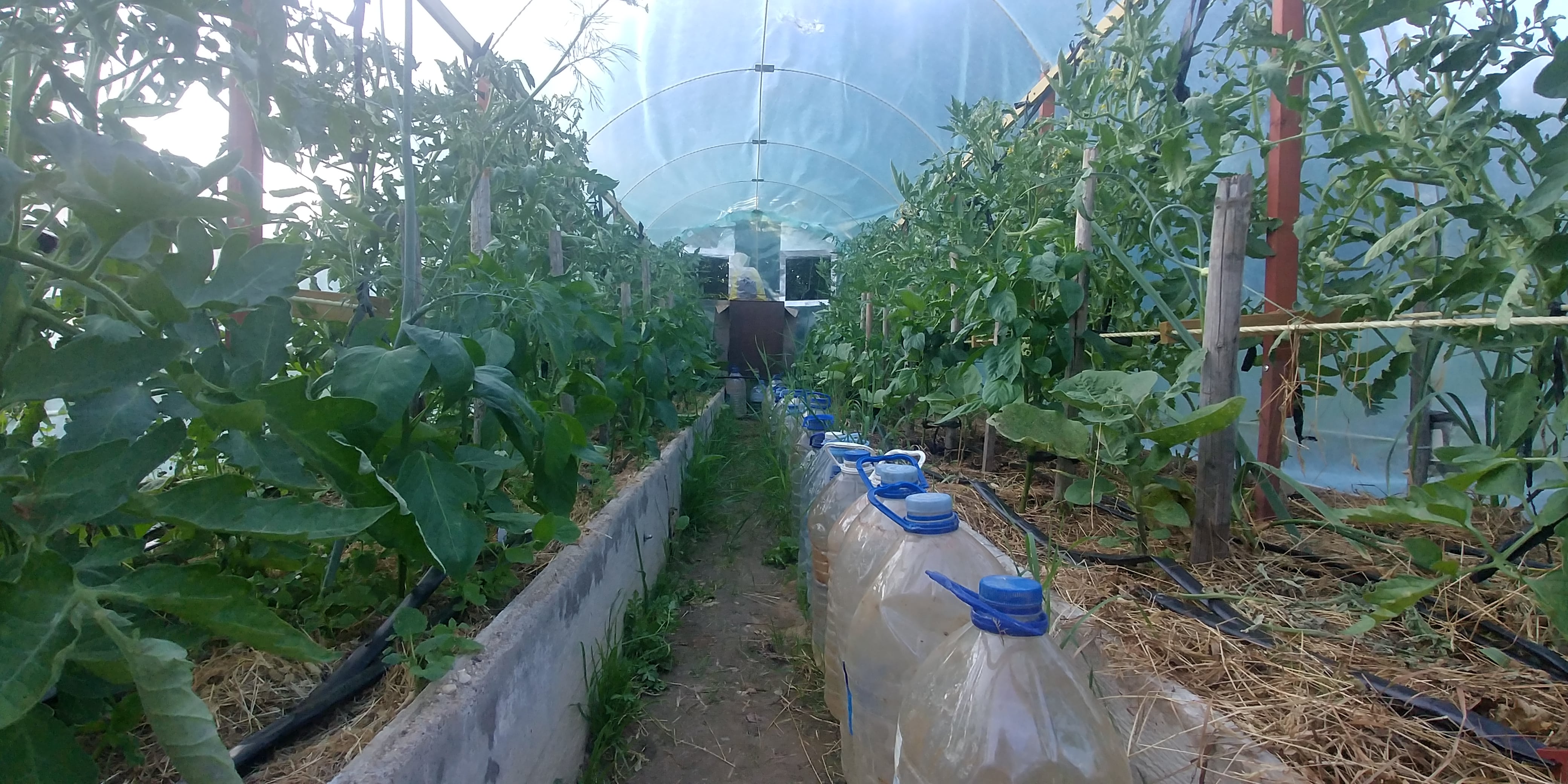How to care for the garden - Peppers and eggplant in a greenhouse with tomatoes.