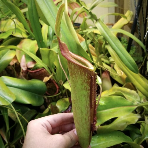 Nepenthes “Splendiana” x (eymae x ephippiata) clone “B”